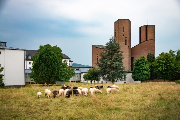 Auf dem Foto sieht man grasende Schafe auf einer Wiese vor der Abteikirche der Benediktinerabtei Königsmünster.

Foto: LWL/Klein und Neumann