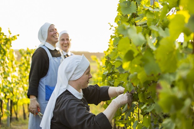 Auf dem Foto sieht man drei Ordensschwestern bei der Weinlese.

Foto: Barmherzige Schwestern Brünn