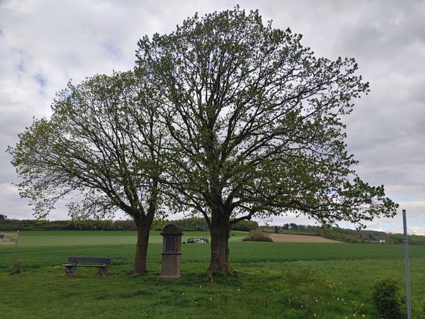 Die Antoniuslinde zwischen Hegensdorf und Leiberg.

Foto: LWL/Eva Beyerstedt